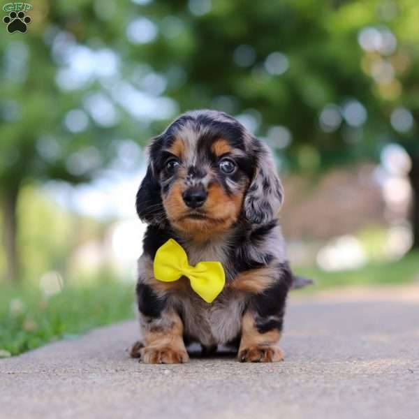 Kumquat, Dachshund Puppy